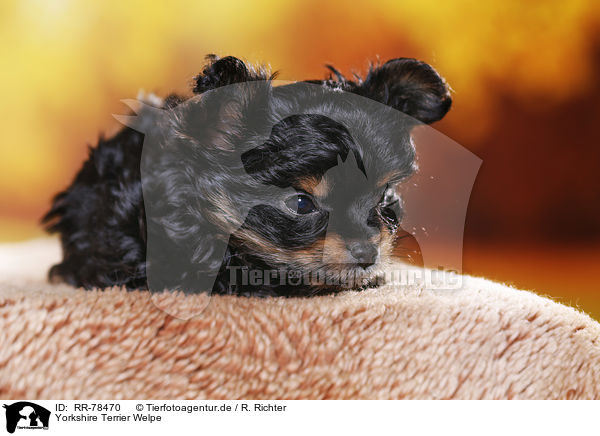 Yorkshire Terrier Welpe / Yorkshire Terrier Puppy / RR-78470