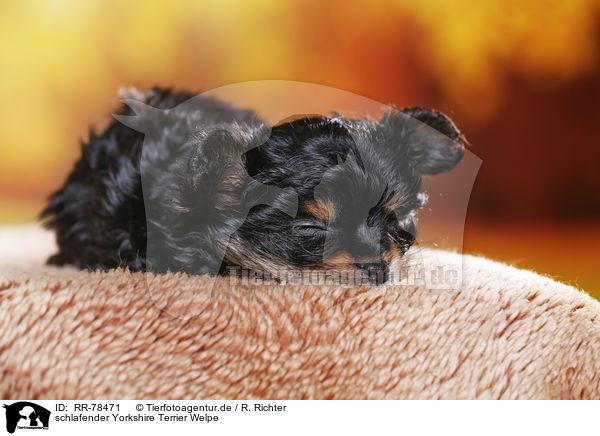 schlafender Yorkshire Terrier Welpe / sleeping Yorkshire Terrier Puppy / RR-78471