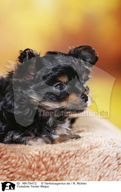 Yorkshire Terrier Welpe / Yorkshire Terrier Puppy / RR-78472