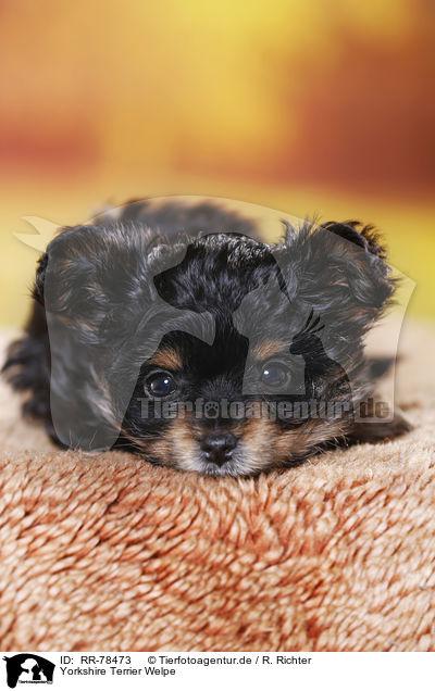 Yorkshire Terrier Welpe / Yorkshire Terrier Puppy / RR-78473
