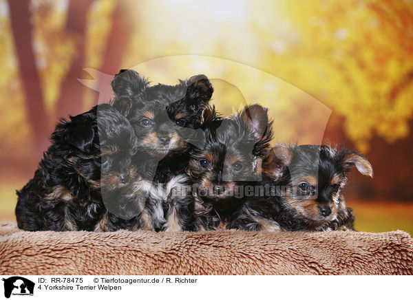 4 Yorkshire Terrier Welpen / 4 Yorkshire Terrier Puppies / RR-78475