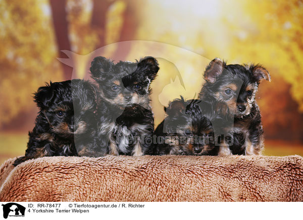 4 Yorkshire Terrier Welpen / 4 Yorkshire Terrier Puppies / RR-78477