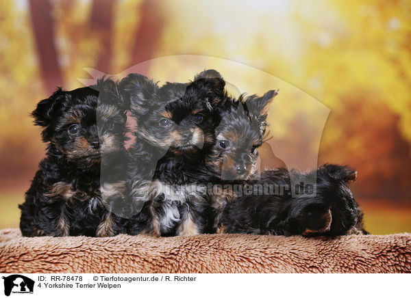 4 Yorkshire Terrier Welpen / 4 Yorkshire Terrier Puppies / RR-78478