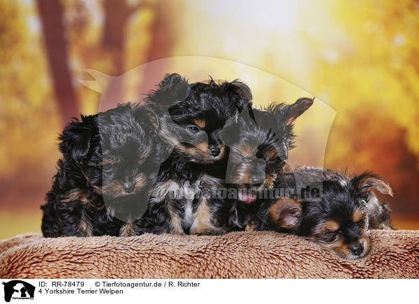 4 Yorkshire Terrier Welpen / 4 Yorkshire Terrier Puppies / RR-78479