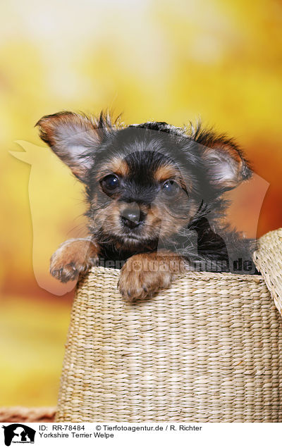 Yorkshire Terrier Welpe / Yorkshire Terrier Puppy / RR-78484