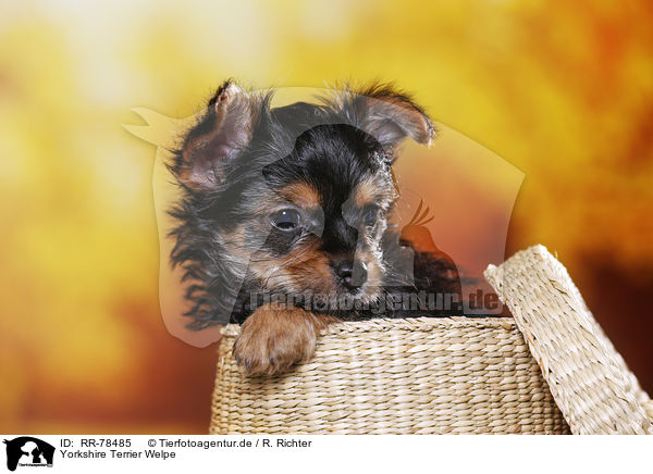 Yorkshire Terrier Welpe / Yorkshire Terrier Puppy / RR-78485