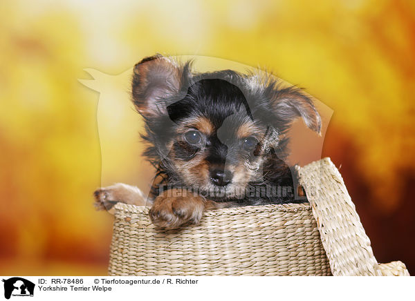 Yorkshire Terrier Welpe / Yorkshire Terrier Puppy / RR-78486