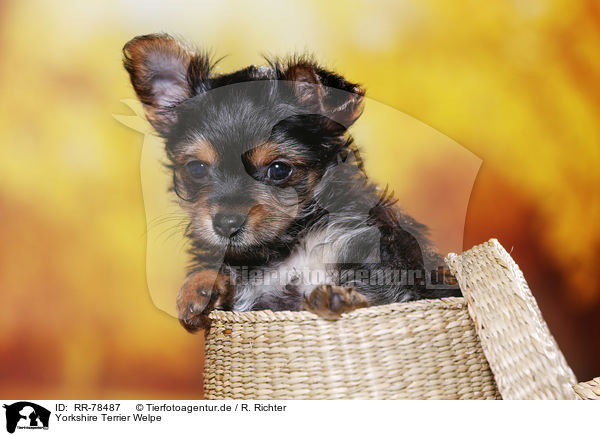 Yorkshire Terrier Welpe / Yorkshire Terrier Puppy / RR-78487