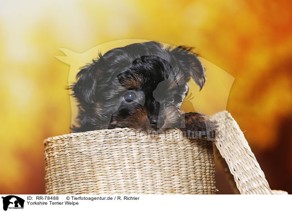 Yorkshire Terrier Welpe / Yorkshire Terrier Puppy / RR-78488