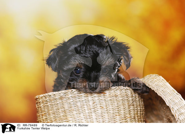 Yorkshire Terrier Welpe / Yorkshire Terrier Puppy / RR-78489