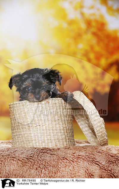 Yorkshire Terrier Welpe / Yorkshire Terrier Puppy / RR-78490