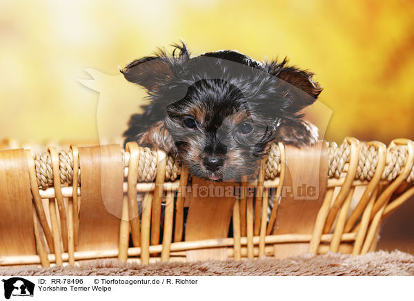 Yorkshire Terrier Welpe / Yorkshire Terrier Puppy / RR-78496