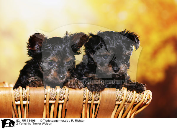 2 Yorkshire Terrier Welpen / 2 Yorkshire Terrier Puppies / RR-78498
