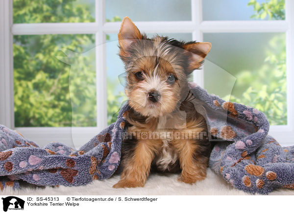 Yorkshire Terrier Welpe / Yorkshire Terrier Puppy / SS-45313