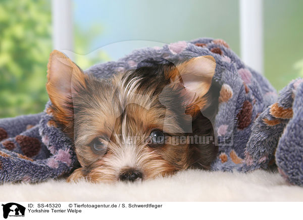Yorkshire Terrier Welpe / Yorkshire Terrier Puppy / SS-45320