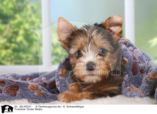 Yorkshire Terrier Welpe / Yorkshire Terrier Puppy / SS-45321