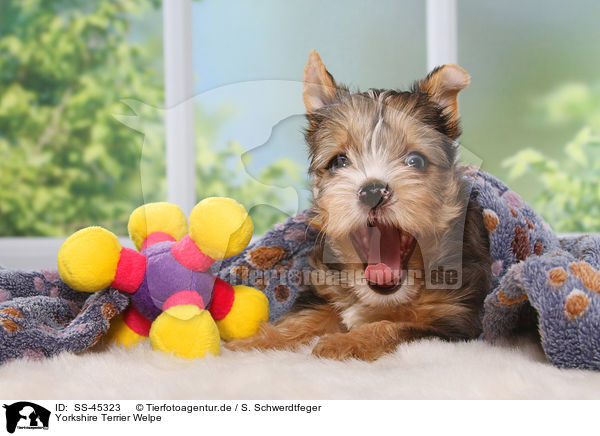 Yorkshire Terrier Welpe / Yorkshire Terrier Puppy / SS-45323