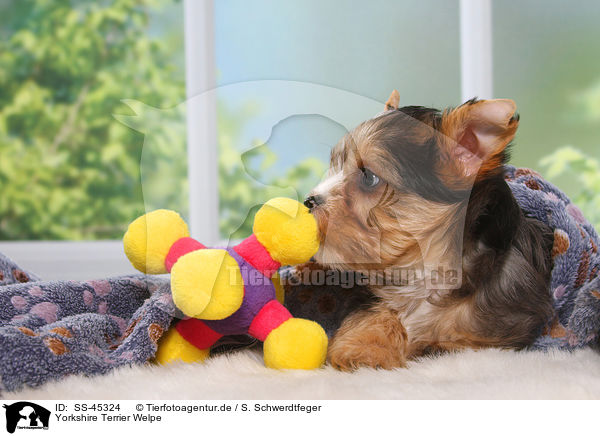 Yorkshire Terrier Welpe / Yorkshire Terrier Puppy / SS-45324