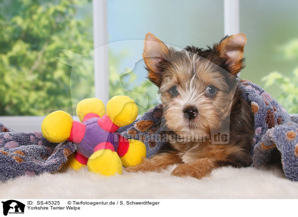 Yorkshire Terrier Welpe / Yorkshire Terrier Puppy / SS-45325