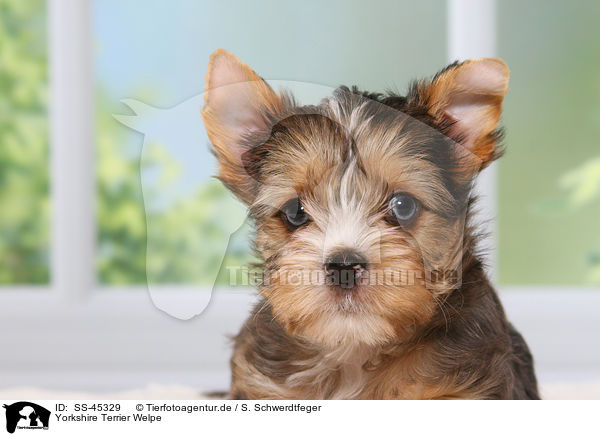 Yorkshire Terrier Welpe / Yorkshire Terrier Puppy / SS-45329