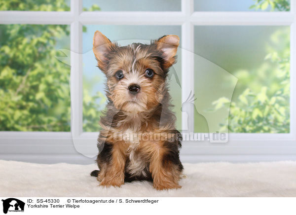 Yorkshire Terrier Welpe / Yorkshire Terrier Puppy / SS-45330