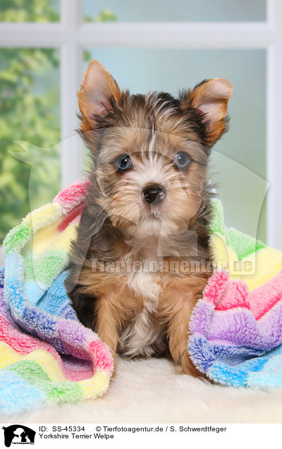 Yorkshire Terrier Welpe / Yorkshire Terrier Puppy / SS-45334
