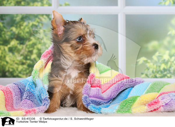 Yorkshire Terrier Welpe / Yorkshire Terrier Puppy / SS-45336