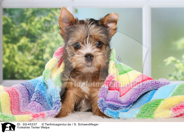 Yorkshire Terrier Welpe / Yorkshire Terrier Puppy / SS-45337