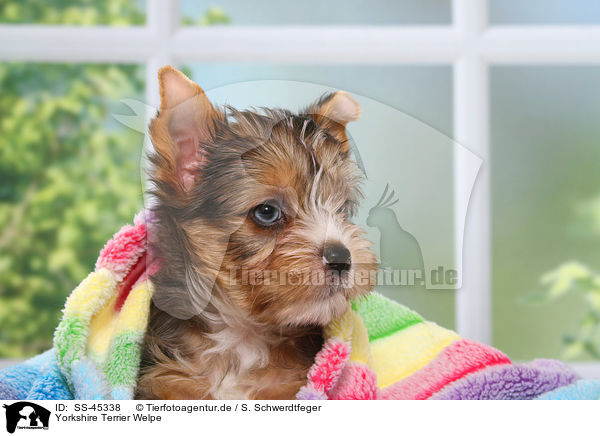 Yorkshire Terrier Welpe / Yorkshire Terrier Puppy / SS-45338