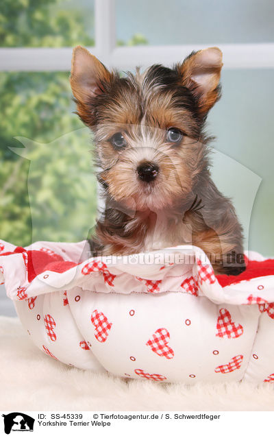 Yorkshire Terrier Welpe / SS-45339