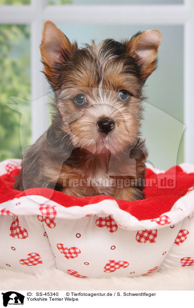 Yorkshire Terrier Welpe / Yorkshire Terrier Puppy / SS-45340