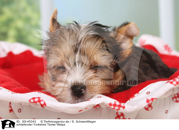 schlafender Yorkshire Terrier Welpe / sleeping Yorkshire Terrier Puppy / SS-45343