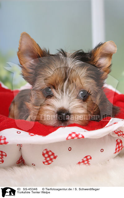 Yorkshire Terrier Welpe / SS-45346