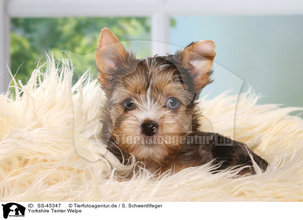 Yorkshire Terrier Welpe / SS-45347