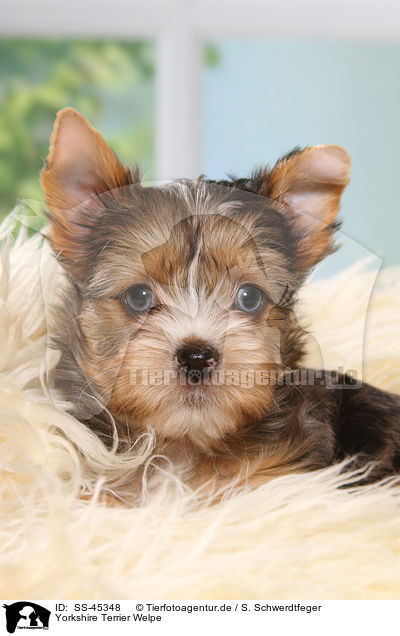 Yorkshire Terrier Welpe / Yorkshire Terrier Puppy / SS-45348