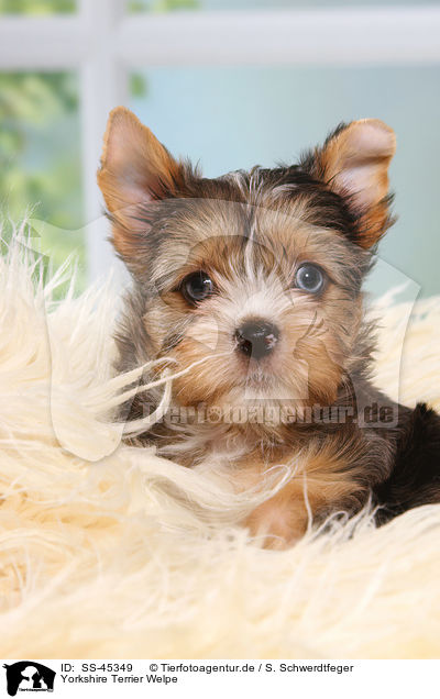 Yorkshire Terrier Welpe / Yorkshire Terrier Puppy / SS-45349