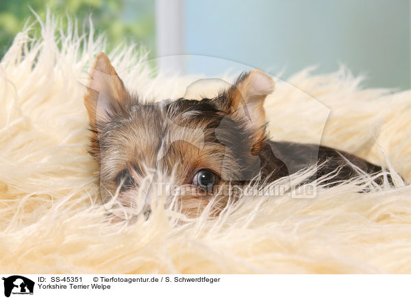 Yorkshire Terrier Welpe / SS-45351