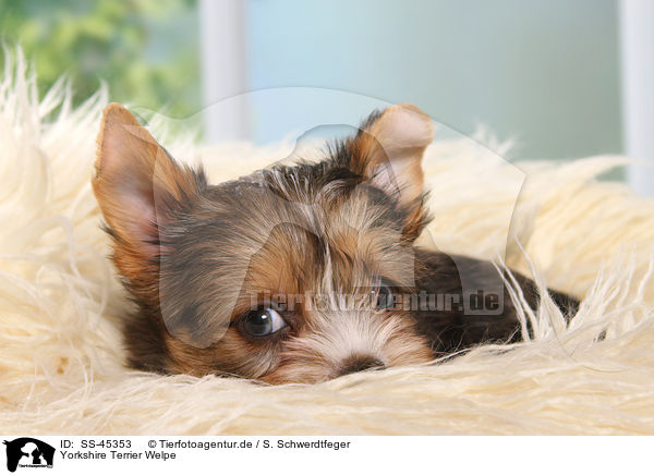 Yorkshire Terrier Welpe / SS-45353