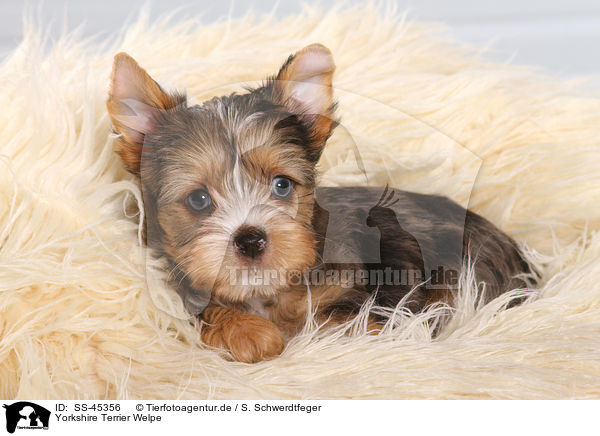 Yorkshire Terrier Welpe / Yorkshire Terrier Puppy / SS-45356