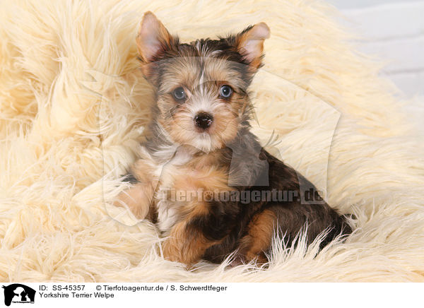 Yorkshire Terrier Welpe / Yorkshire Terrier Puppy / SS-45357