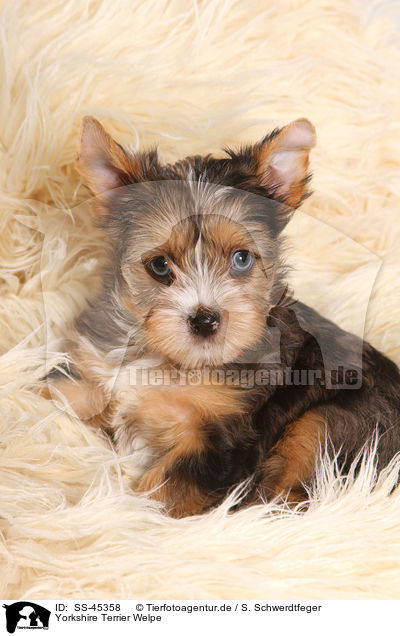 Yorkshire Terrier Welpe / Yorkshire Terrier Puppy / SS-45358