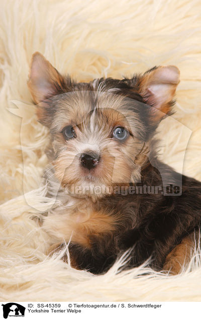 Yorkshire Terrier Welpe / Yorkshire Terrier Puppy / SS-45359