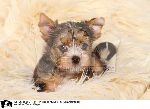 Yorkshire Terrier Welpe / Yorkshire Terrier Puppy / SS-45360
