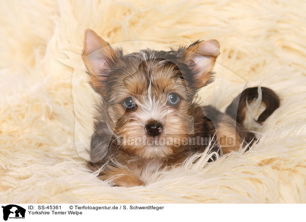 Yorkshire Terrier Welpe / Yorkshire Terrier Puppy / SS-45361