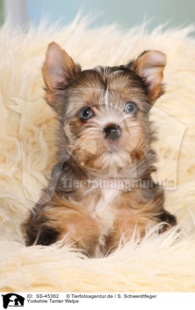 Yorkshire Terrier Welpe / SS-45362