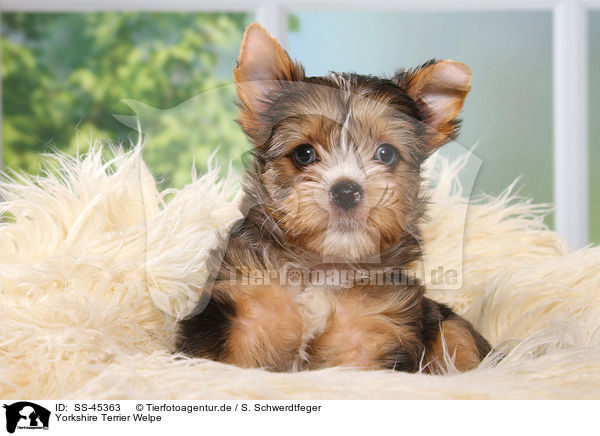 Yorkshire Terrier Welpe / Yorkshire Terrier Puppy / SS-45363