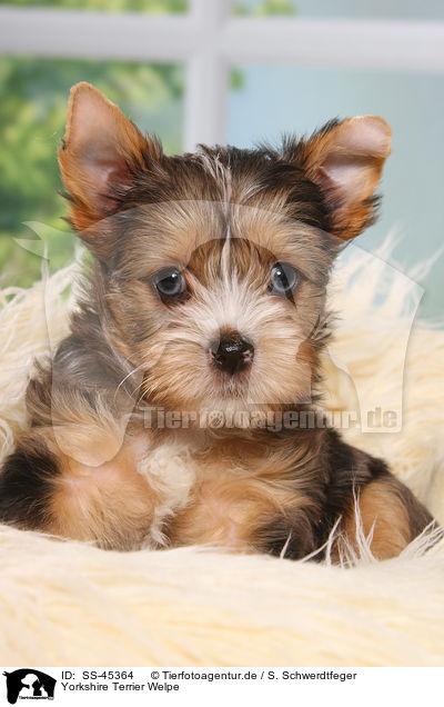 Yorkshire Terrier Welpe / SS-45364