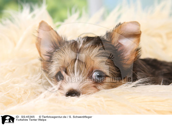 Yorkshire Terrier Welpe / Yorkshire Terrier Puppy / SS-45365
