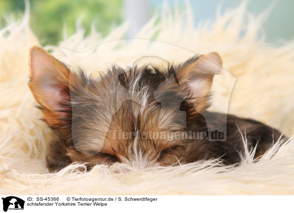 schlafender Yorkshire Terrier Welpe / sleeping Yorkshire Terrier Puppy / SS-45366