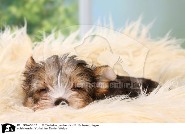 schlafender Yorkshire Terrier Welpe / sleeping Yorkshire Terrier Puppy / SS-45367